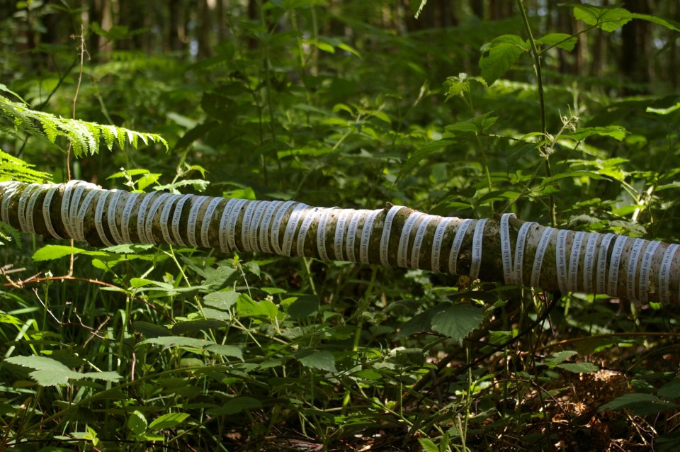 Jane_Ponsford_Storytree